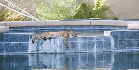 bobcat in pool